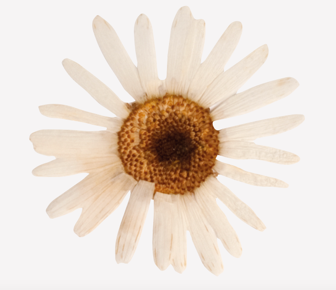 Set de Stickers Margaritas