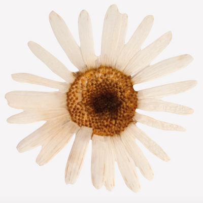 Set de Stickers Margaritas