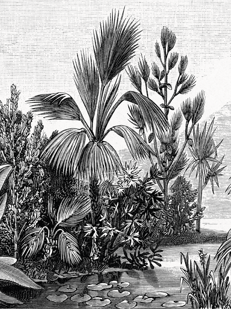 Lámina Decorativa Palms