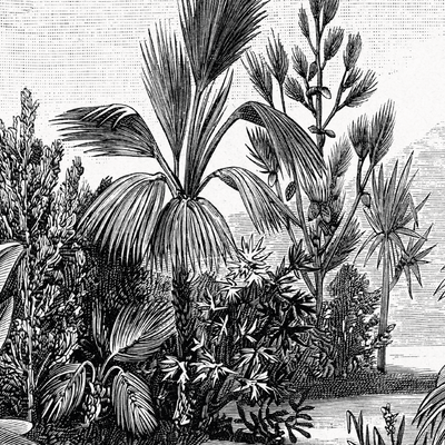 Lámina Decorativa Palms