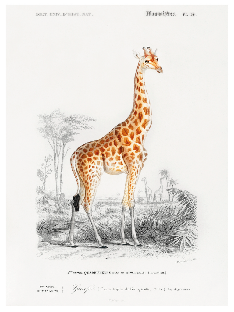 Lámina Decorativa Girafe