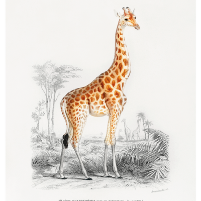 Lámina Decorativa Girafe