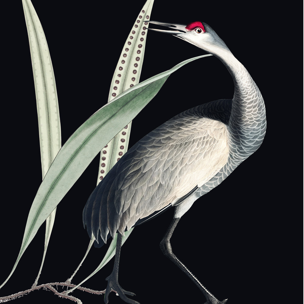 Lámina Decorativa Bird