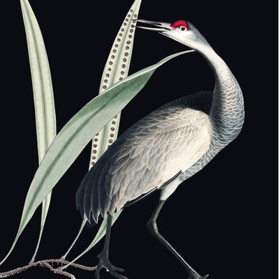 Lámina Decorativa Bird